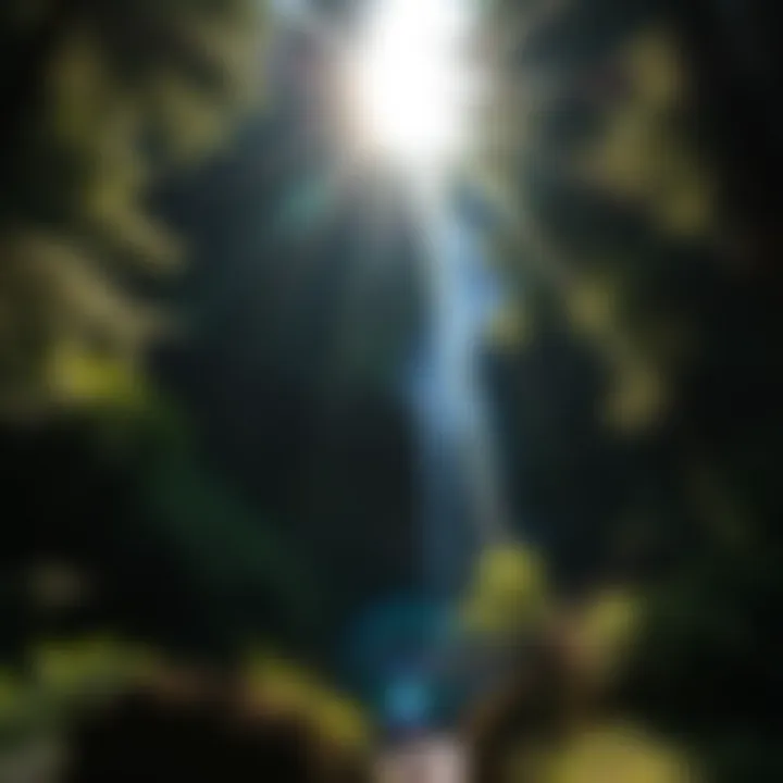 Sunlight filtering through the trees at a serene waterfall location, highlighting the vibrant greenery.