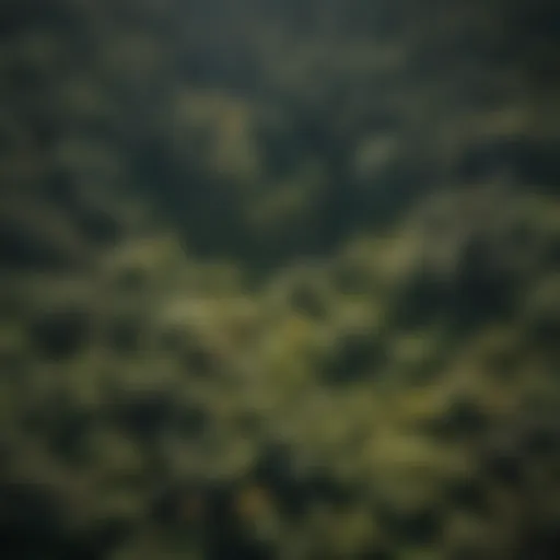 Aerial view of dense forest showcasing seasonal changes