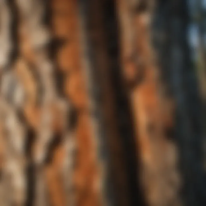 Close-up of tree bark affected by extreme weather conditions