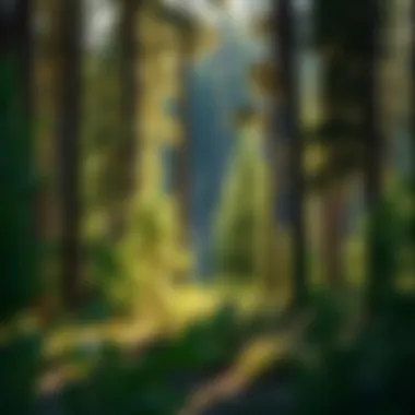 Lush forests and tranquil landscapes within the park