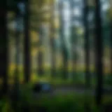 Serene forest landscape showcasing a pristine wilderness campground