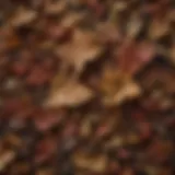 Dried figwort leaves showcasing rich texture and color