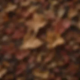 Dried figwort leaves showcasing rich texture and color