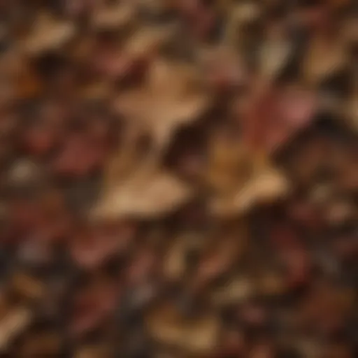 Dried figwort leaves showcasing rich texture and color