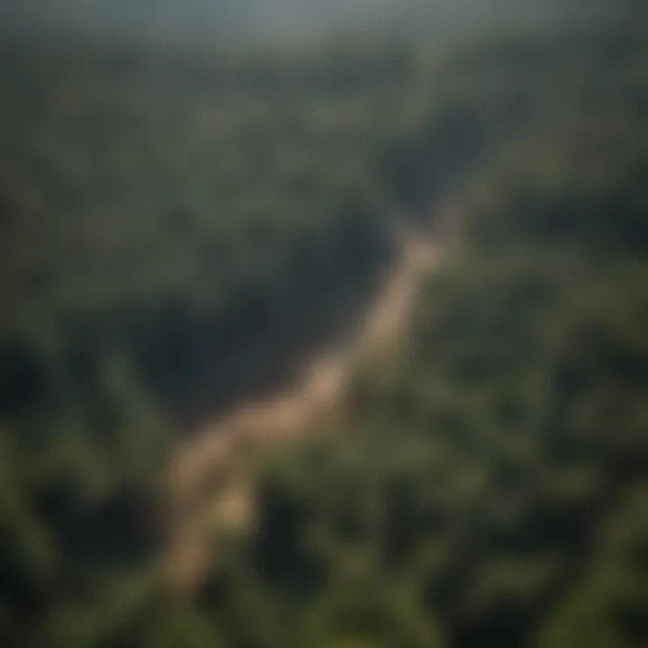 Aerial view of a forest showing restoration efforts over time