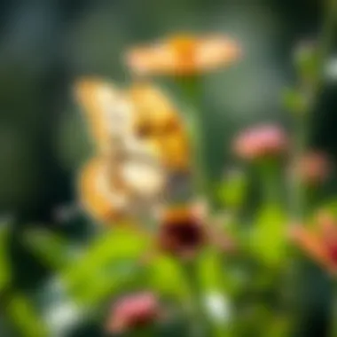 A butterfly feeding on nectar from a flower, illustrating the nutritional aspect of their diet.