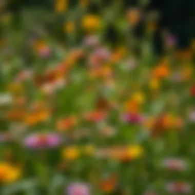 A diverse meadow filled with butterfly-attracting flowers, representing a healthy ecosystem.