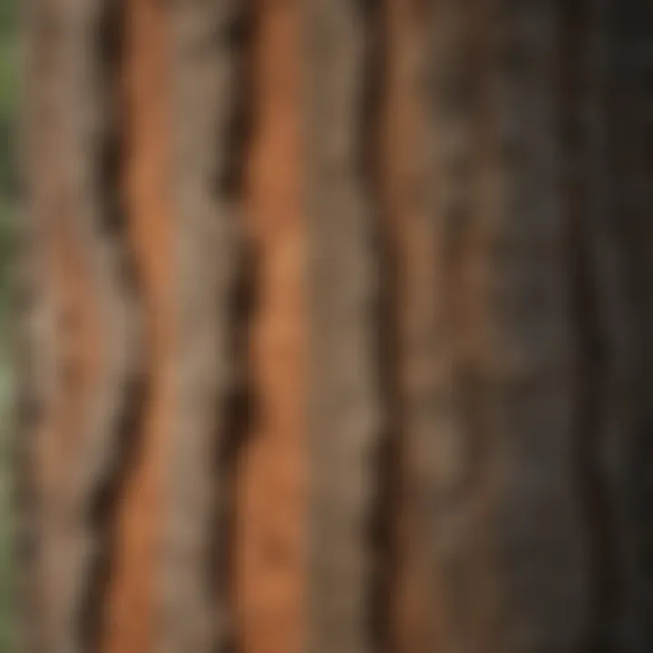 Close-up of bark texture on a southern pine tree