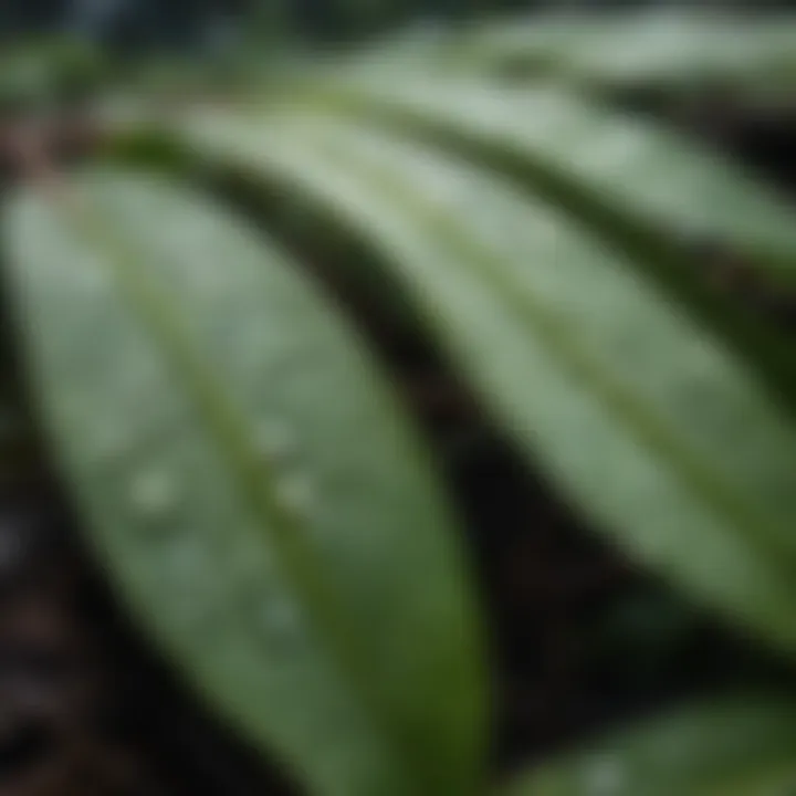 Close-up view of ramp leaves with dew droplets