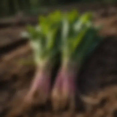 Heaped pile of freshly harvested ramps showcasing their vibrant color