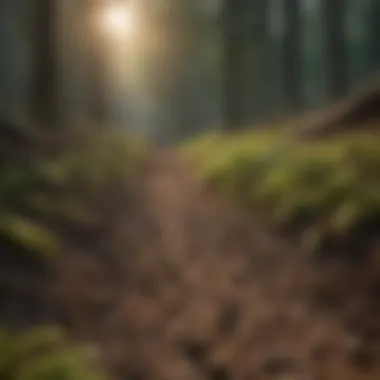 Soil Integrity: The Foundation of Forest Health Healthy soil texture indicative of integrity