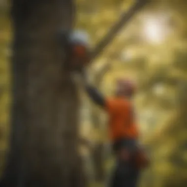 Assessing Tree Health Arborist assessing a large tree for pruning