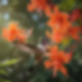 Vibrant hummingbird feeding on a trumpet vine blossom