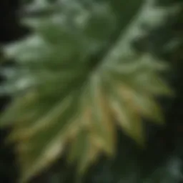 Detailed view of a southern shrub leaf showcasing unique texture and coloration
