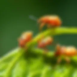 Close-up view of aphids on a leaf