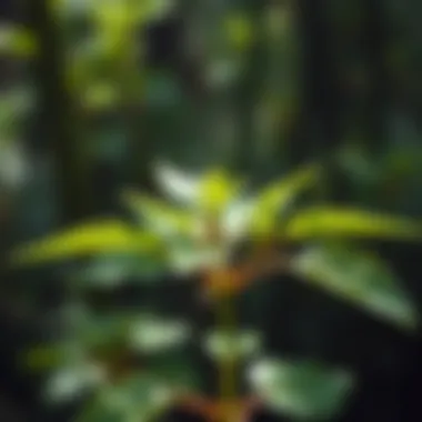 Healthy plant thriving in an aphid-free environment