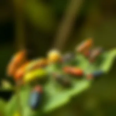 Variety of aphid species on different plants