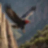 California condor soaring above rugged landscapes