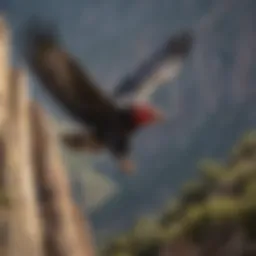 California condor soaring above rugged landscapes