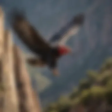 California Condor in Flight California condor soaring above rugged landscapes