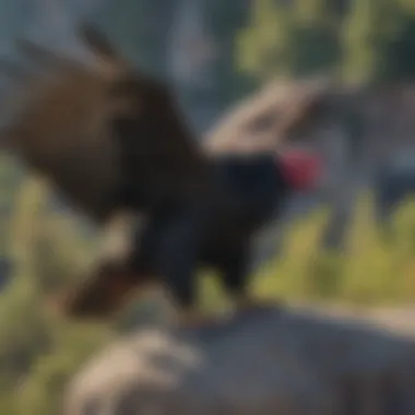 Conservation Efforts for California Condors Conservationists monitoring California condors in the wild