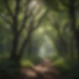 Lush ironwood forest showcasing the dense tree canopy