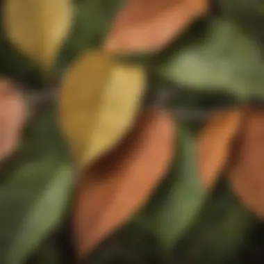 Close-up of leaves from a drought-tolerant tree, highlighting its unique features