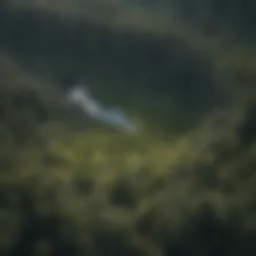 Aerial view of a forest showcasing lidar data overlay