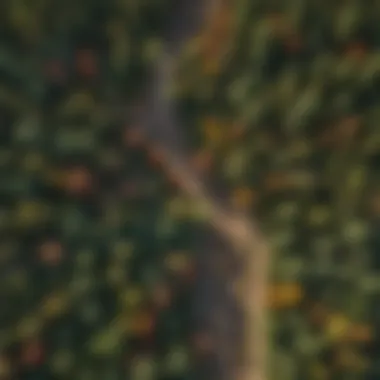 An aerial view of a forest showcasing diverse tree species