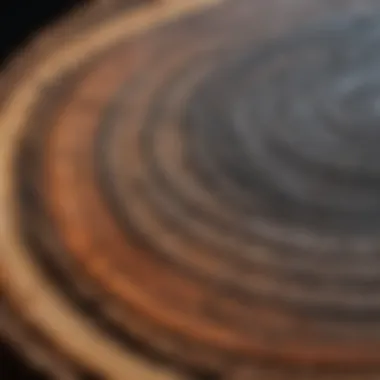 A detailed view of tree rings showing growth patterns