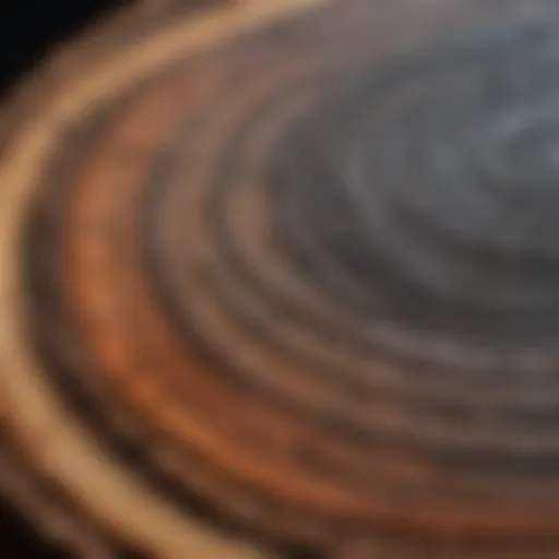 A detailed view of tree rings showing growth patterns