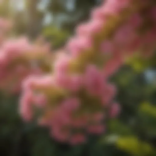 A close-up view of the delicate pink flowers of the mimosa tree in full bloom