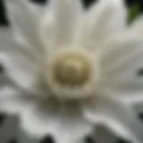 A close-up view of the Moonflower Datura flower showcasing its intricate petals and hypnotic pattern.