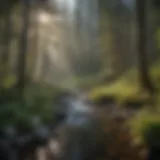 Scenic view of Nason Creek Campground surrounded by lush forests