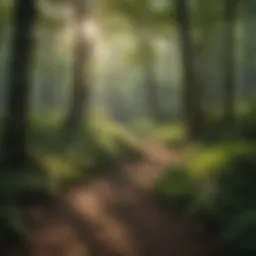 A breathtaking view of a verdant forest along the Glade Top Trail