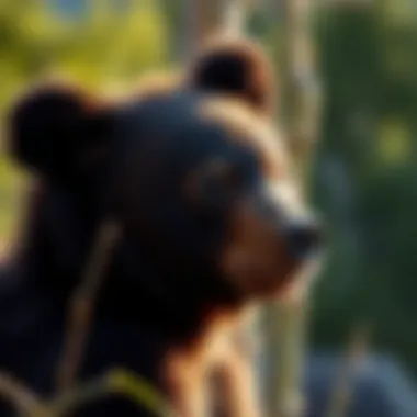 Close-Up of a Bear Cub A close-up of a bear cub, symbolizing the importance of respectful wildlife observation.