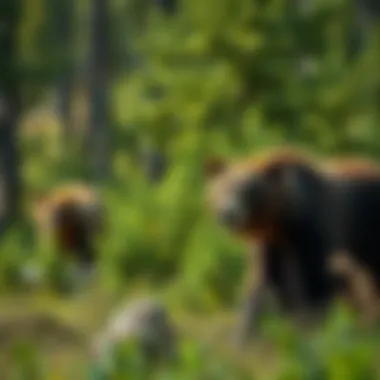 Bears Roaming in Their Natural Habitat Bears roaming in a lush green forest, highlighting their natural habitat.