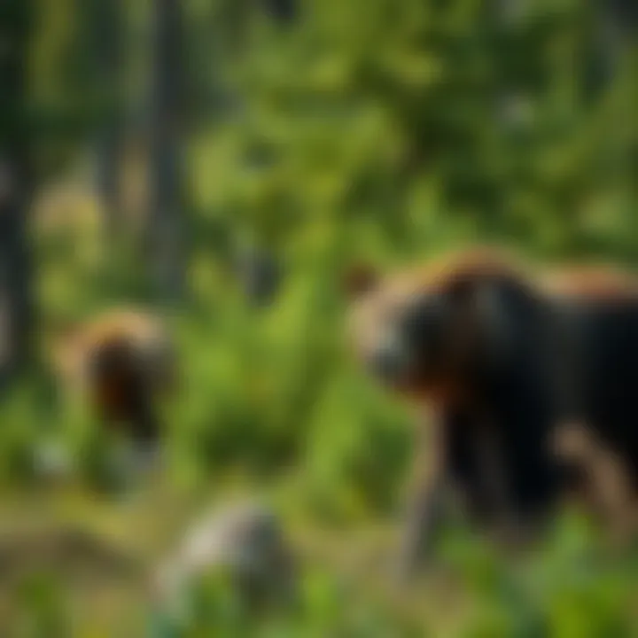 Bears Roaming in Their Natural Habitat Bears roaming in a lush green forest, highlighting their natural habitat.