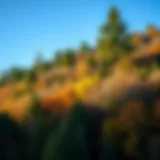 A lush forest showcasing various tree species in different seasons