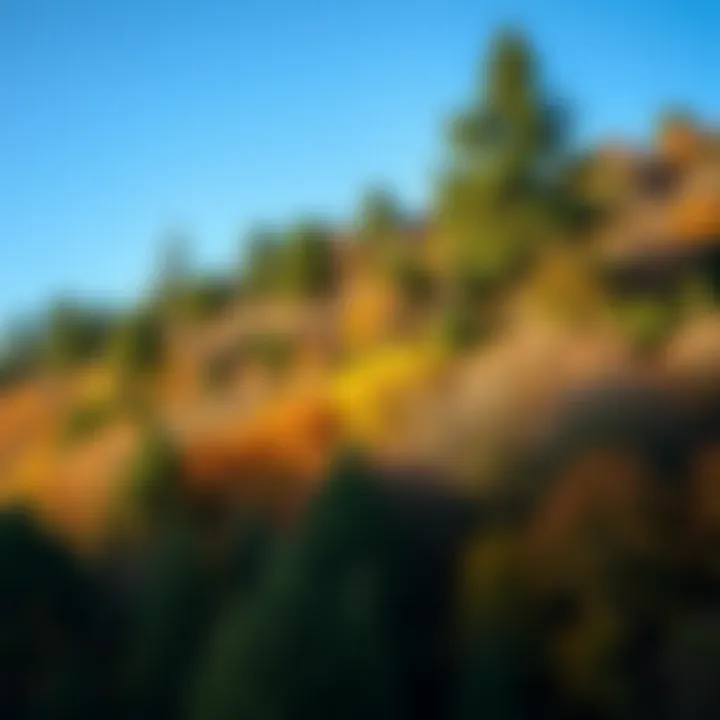 Forest Diversity and Seasonal Changes A lush forest showcasing various tree species in different seasons