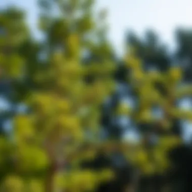 Benefits of Timely Tree Pruning An infographic illustrating the benefits of timely tree pruning