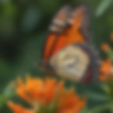 Close-up of a butterfly on orange butterfly weed