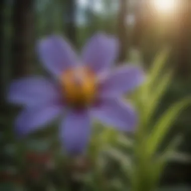 Close-up of a wildflower, highlighting its unique characteristics