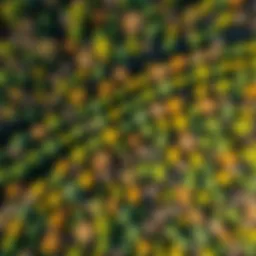 Aerial view of a reforestation project with diverse tree species