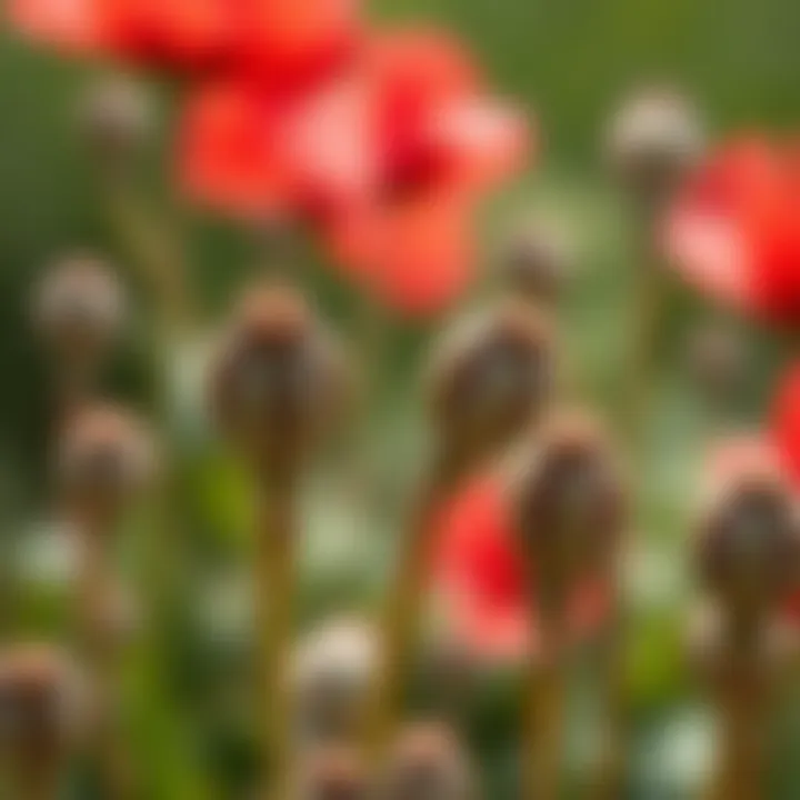Close-up of California poppy seeds ready for sowing