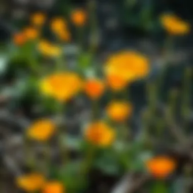 Healthy California poppy plants thriving in a native landscape