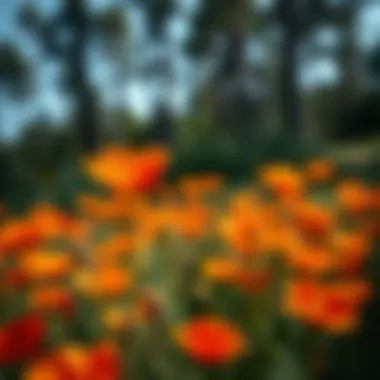 A vibrant field of California poppies in full bloom