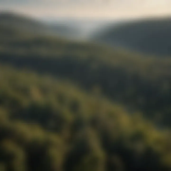 An aerial view of a reforested area highlighting restoration efforts.