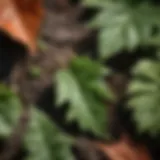 Close-up of poison ivy leaves for identification