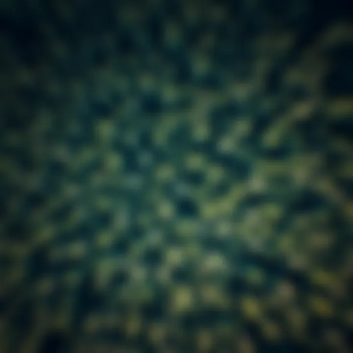 Aerial view of a scenic forest landscape